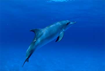 Dolphing in Bimini