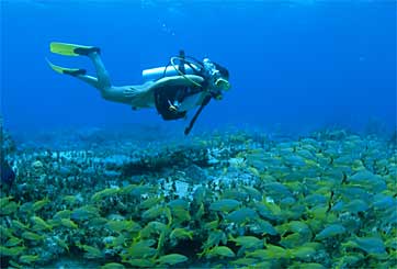 Underwater in Bimini