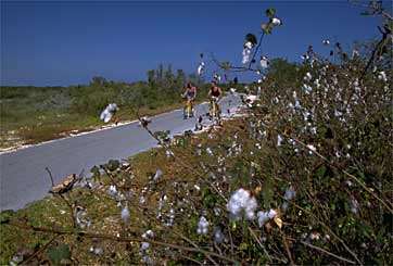 The Cotton Plantation on Crooked Island