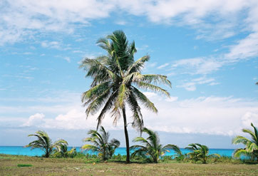 Exuma Photograph - Palms at Three Sisters